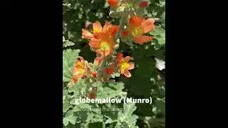 globemallow (Munro)
