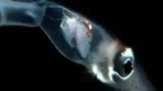 Anglerfish of the abyss