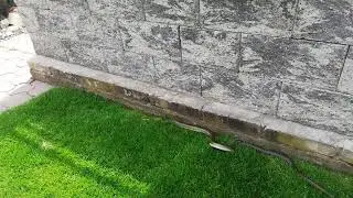 Užovka stromov&aacute;