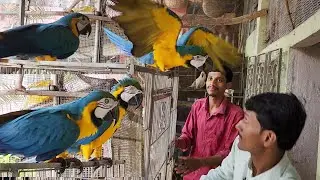 Four Macaws Are Very Angry With Me / Macaws Breeding Pair Bonding And Setup.