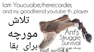 @Youcube@yosefbabadi
