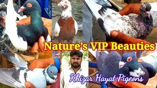 150 Royal Pigeons &ndash; Nature&rsquo;s VIP Beauties | Rare Breeds Collection 2025