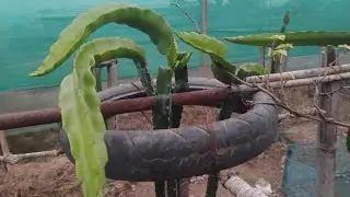 Dragon Fruit Farm tour is live@TheBijoyGarden 