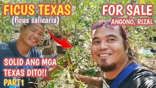 PART1+FICUS TEXAS FOR SALE