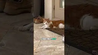 Ever wonder why cats react to 