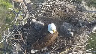 Review Birds Life Live Stream P3