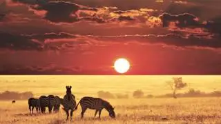 The African Savanna