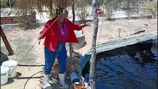 PESCANDO PEIXE FRESCO DO MEU TANQUE | A LIDA NO SÍTIO 