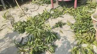 All time mango plant ko poora khali kar diya😱. #alltimemango #baramasimango #allseasonmango #mango 
