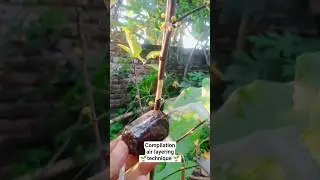 Compilation air layering technique #bonsai #grafting #garden #nature #bonsaitree #craft #gardening