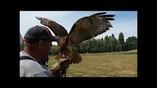 04-07-2025 Roodstaart-Buizerd : Leica vliegt weer!