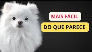 Como cuidar CERTO do pelo do Spitz Alem&atilde;o ( Lulu da Pomer&acirc;nia) ?