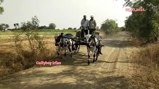 99212 22078 కోడెలు మహారాష్ట్ర bulls for maharastra पड़े महाराष्ट्र