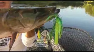 Northland predator baits revised.mov