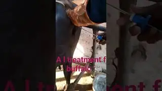 #animals Al treatment buffalo 🐃🐃🐃 #farming #villagelif #automobil #fs16mecowkaisekharide #newsong