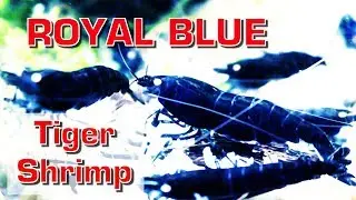 ROYAL BLUE TIGER SHRIMPS in 4K Ultra HD - ORANGE Eyes!