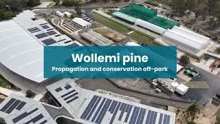 Wollemi pine - Propagation and conservation off-park | Part 3 | #nswparks