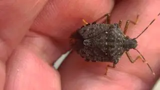 🐝 Stinky Japan Bug - Order Hemiptera - Real Japan Monsters