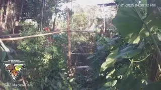The Belize Zoo Live Cam