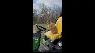 Beau hauls chicken manure to the compost pile #puppy #cute #doglife #raisedbedgardening #606
