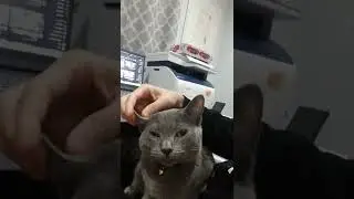 Bubbles the cat glowing eyes. Just watch me glow.  Russian Blue. chat gato kucing قط Pls Subscribe.