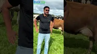 Cattle Selection by RiverGen at EMU Bank