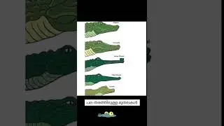 Different types of crocodiles 🐊#trendingshorts #viral #types #crocodile #study