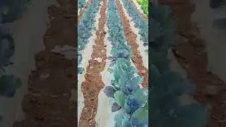 New life organics