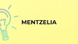 What is the meaning of the word MENTZELIA?