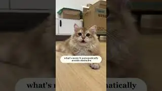 🐾 Speedy Tail 2.0 Smart Cat Toy Ball &ndash; The Ultimate Playtime Upgrade! 🎾🐱 #cat #pets #cute