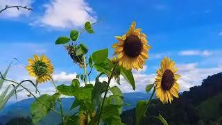 Sunflower smile on me ❤