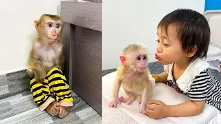 Monkey Kaka sat sadly when he saw Diem kissing Monkey Mit.