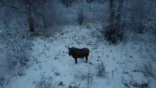 Daily adventures at Tailwind Kennel