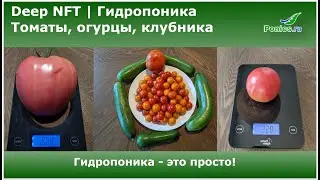 Гидропоника 💦Deep NFT 💦 Пошла жара, сбор огурцов через день, томаты каждый второй третий день
