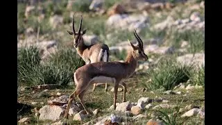 &ldquo;Mountain Gazelle: The Swift Survivor of the Middle East&rdquo;