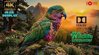 Relaxing Piano Ambience with Birds Chirping Sound 🌿 (OLED | Dolby Vision): Soothing Nature Music 4K