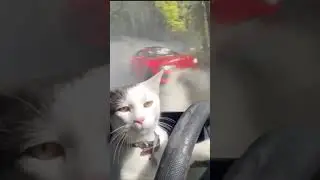 Watch out, this cat's got some serious drifting skills! 🐱🚗 #CatDriftKing #ProDriver #shorts