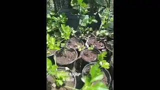 growing herbs.