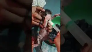 small kittens feeding milk
