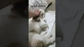how to make a dog sleep