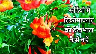दिसम्बर में टिकोमा प्लांट की देखभाल कैसे करेंll Tecoma Flower Plant Care in Winter ll