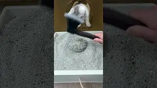 Premium Sodium Cat Litter .Cat litter supplier. Cheap cat litter price