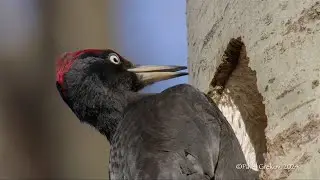 Black woodpecker makes a hollow for its nest.(Dryocopus martius)