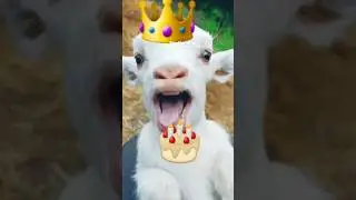 🎂🎂🎂cute goat eat birthday cake,🐏🐏🐏#nextfuntime #shorts #cake #viral #goat