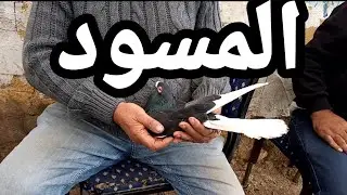 كتف قانوني شرح المسود#تمساح_الغية