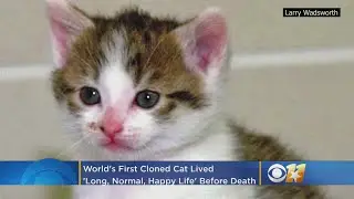 World&rsquo;s First Cloned Cat 'CC' Lived 'Long, Normal, Happy Life' Before Her Death
