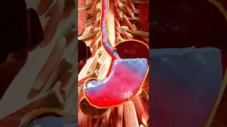 What Happens If You Drink Too Much Water Fast😮 #short  - Creativelearning3d
