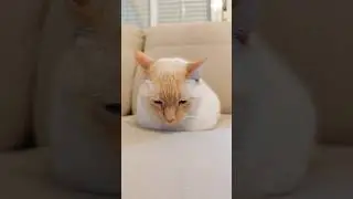 loaf-i
