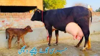 Jersey cross cow (0312.4578623)Date.02.02.26