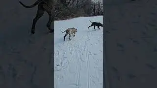 out in the snow. #doglife #dog #presacanario #cold #running